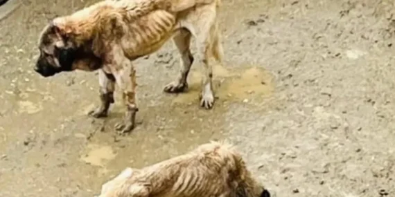 Bozüyük Kaymakamlığı inceleme başlattı!