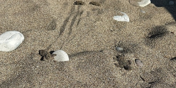 Kemer’de son caretta caretta yuvası açıldı
