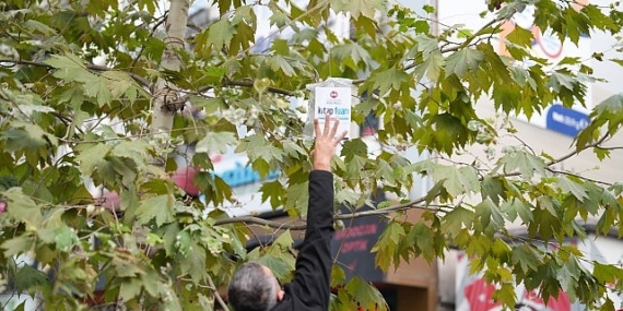 Sadece bu kentin ağaçları kitap açar